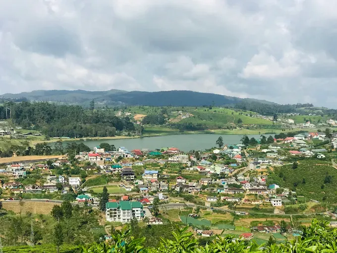 Single Tree View Point