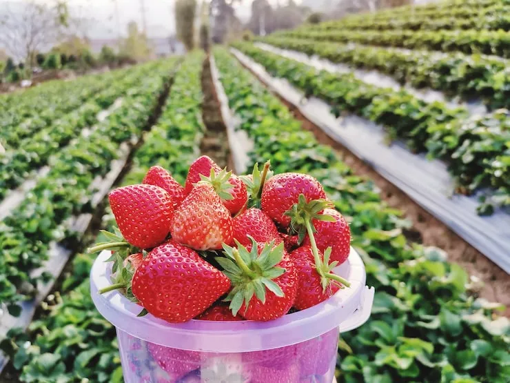 close up strawberries greenhouse